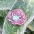 Sprout Rose Pin Pins